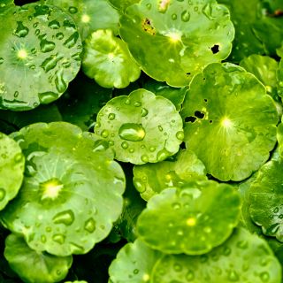 Ekstrakt z centelli azjatyckiej 