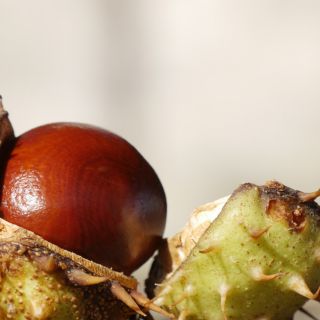 Ekstrakt z kasztanowca